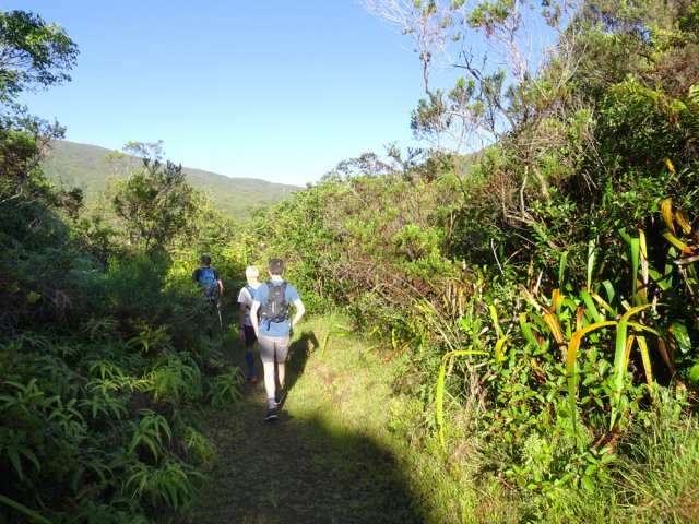 Départ par le sentier de la Plaine des Lianes, hélas abandonné