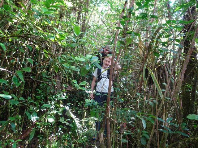 La forêt primaire disparaît sous les goyaviers