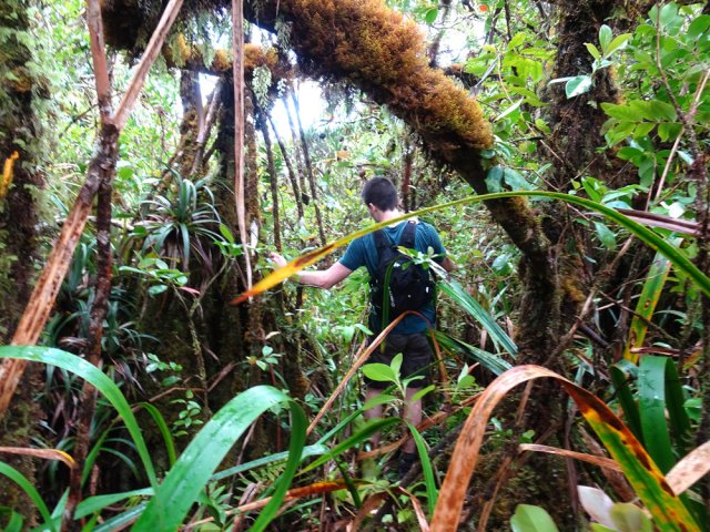 Un terrain pour amateurs de beaux sous-bois moussus