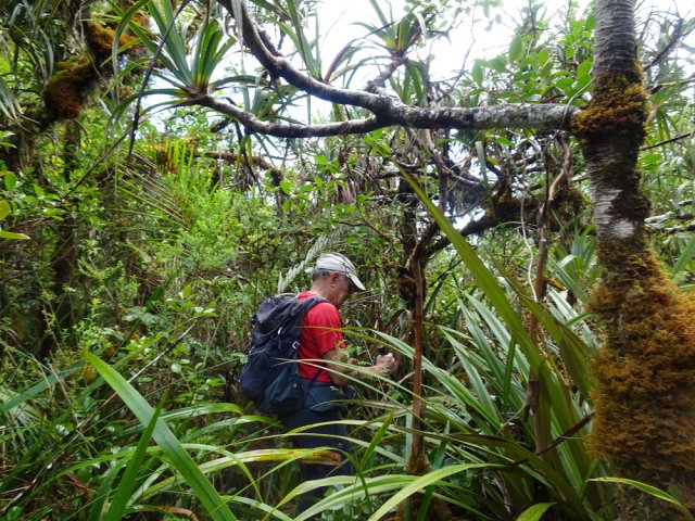 Partout des pimpins et des pailles sabres