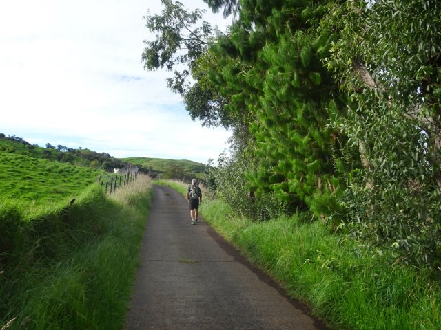 Attention aux chiens lorsque les moutons sont au parc
