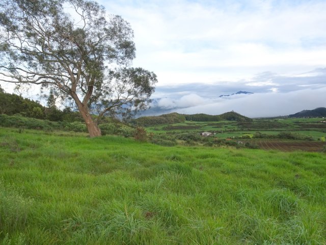 Les premiers tamarins des Hauts au cœur des pâturages