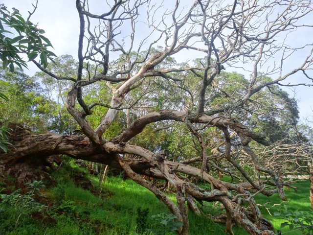 Même morts, les tamarins restent majestueux