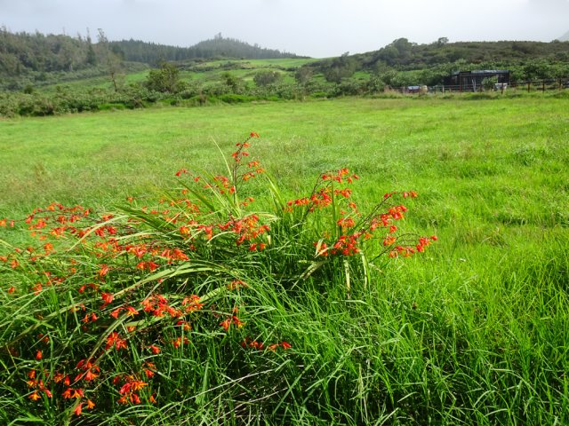 Les prairies reviennent très vite après le village