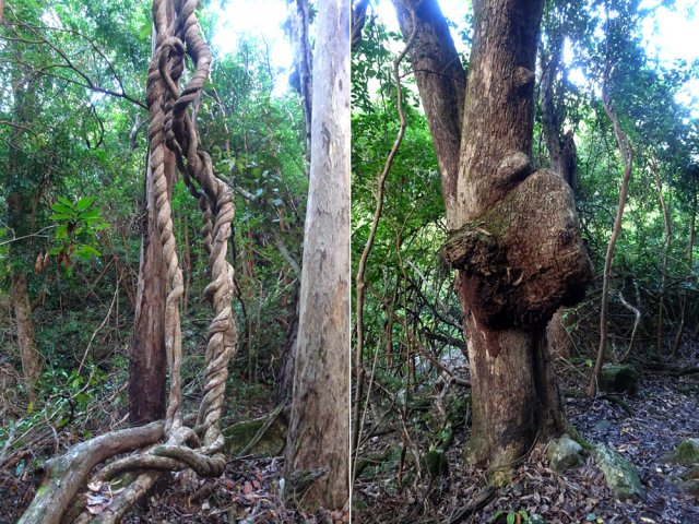En profiter pour étudier la nature et ses offrandes originales