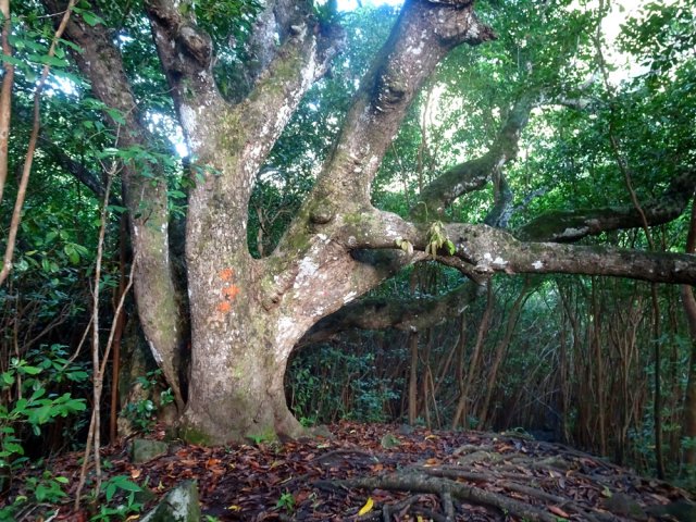 Il reste encore des manguiers dont certains aux troncs vénérables
