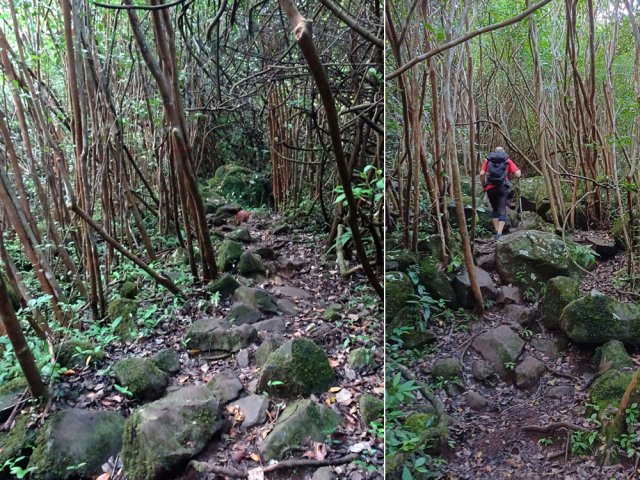 Beaucoup de roches glissantes dans les forêts de goyaviers