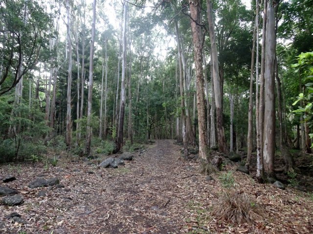 Pente légère sur piste pavée entre eucalyptus et arjans des Indes
