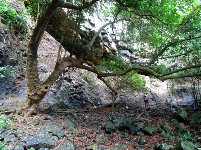 Passer sous l'arbre pour rejoindre la faille dans la falaise