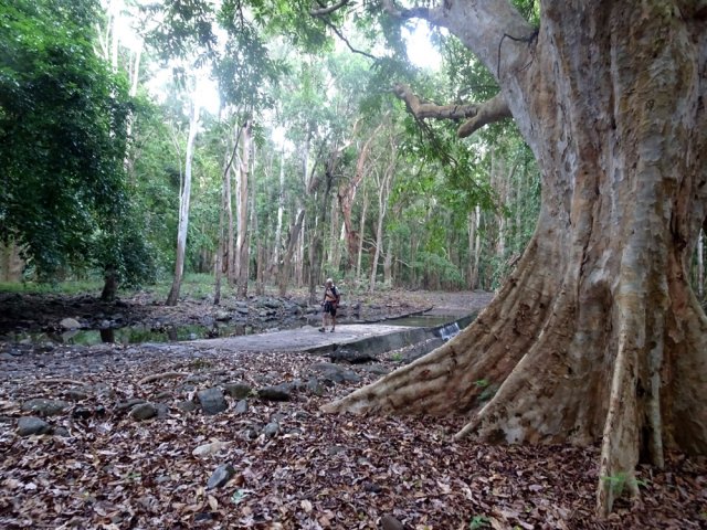Un arjan centenaire près du radier proche du départ