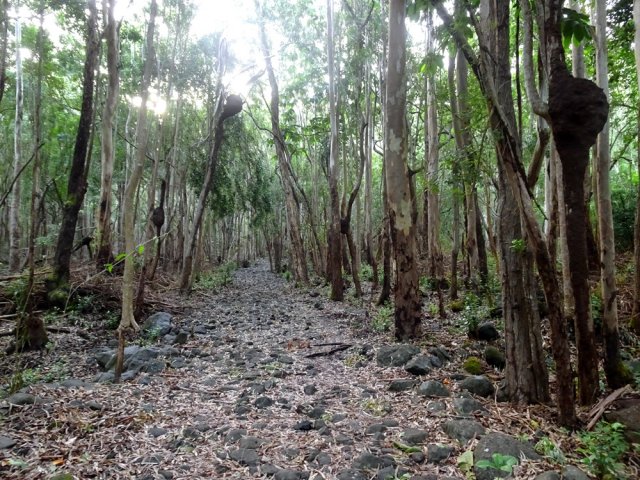 On rencontre un nombre important de termitières dans les arbres