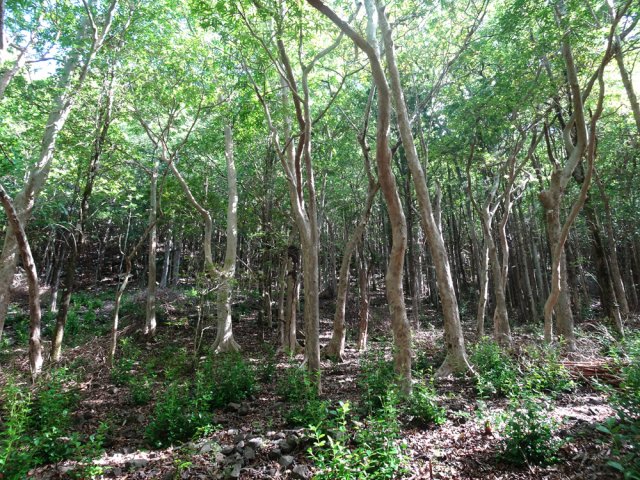 De gros travaux d'éradication des goyaviers sont entrepris le long de la trace