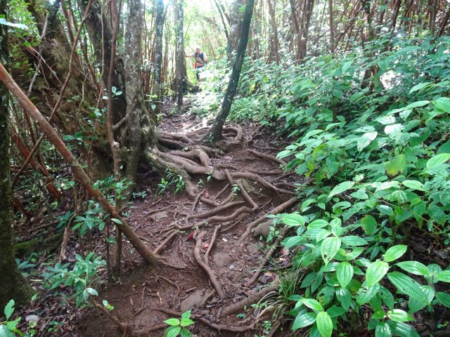 Une des rares portions plates dans les goyaviers pour reposer un peu