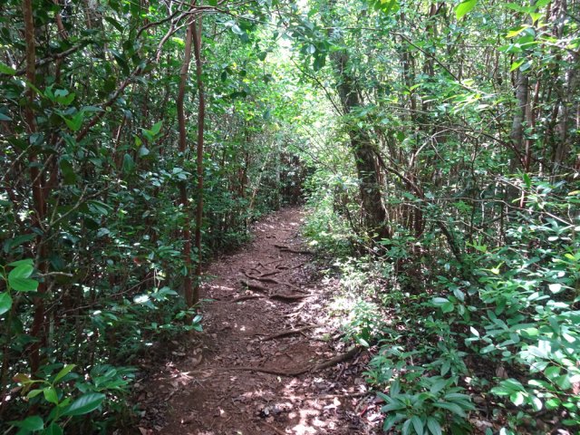 Mouillées, les racines peuvent être très glissantes