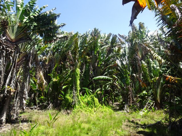Le début de sentier du Brise Fer s'effectue dans des marécages envahis de ravenelles