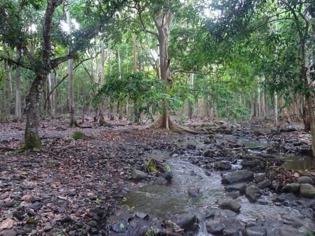 On longe au plus près la rivière sous de grands arbres