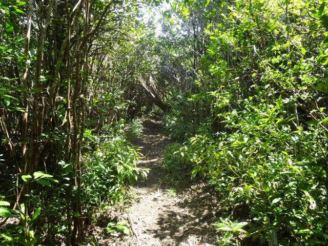 Ensuite, c'est une balade en forêt classique, sans danger