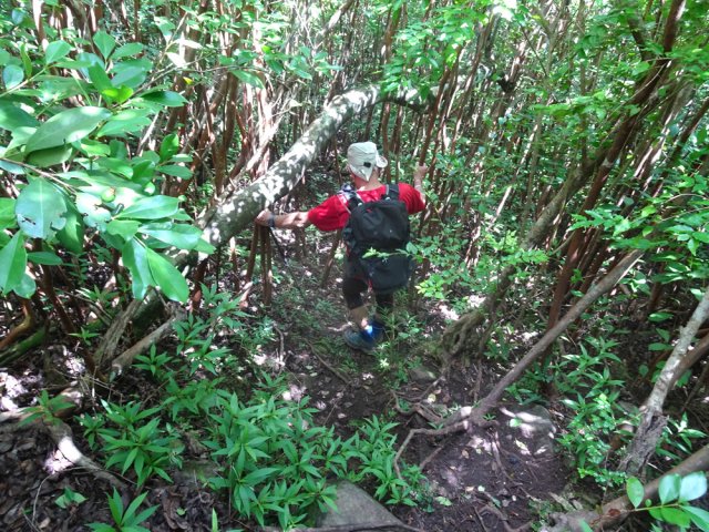 La pente devient très vite importante. Les goyaviers servent à freiner