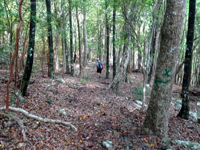 Le retour au centre s'effectue dans une très belle forêt