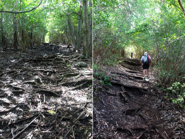 Après les croisements, la montée immédiate est rude sur les racines