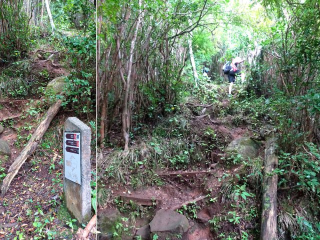 Le sentier du Machabée Trail est en pente forte constante dans les pierres et racines