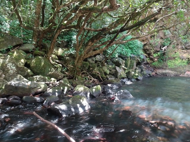 Les jamrosats occupent le bord du bassin