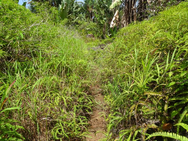 Il est facile à suivre dans les fougères et hautes herbes