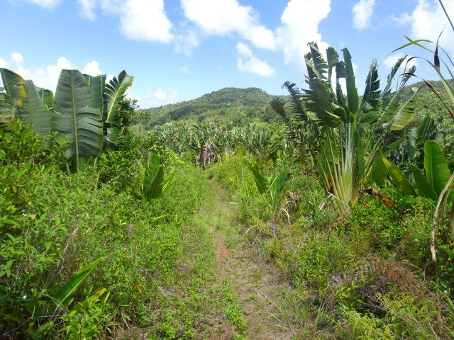 Marche aisée dans les ravenelles