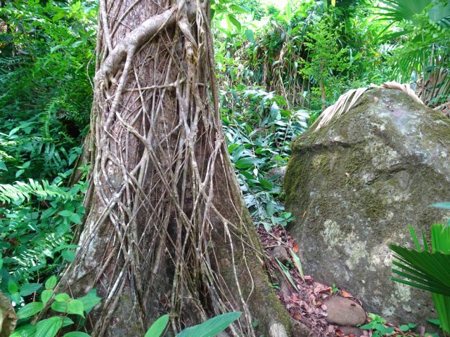 Un figuier étrangleur en bord de sentier