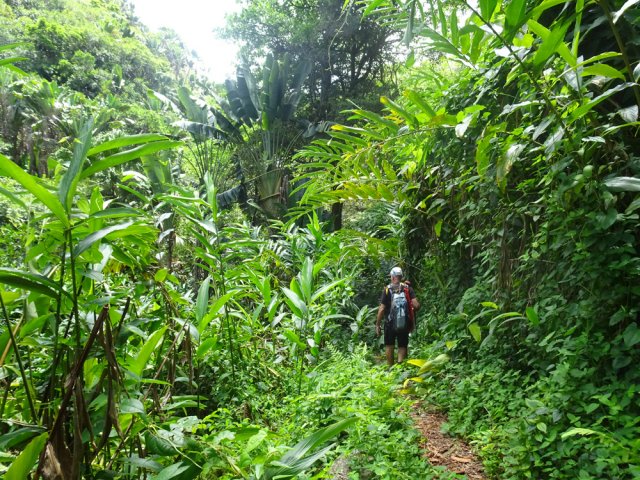 Les derniers mètres avant la rivière que l'on entend couler sur la gauche