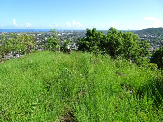 Mais surtout beaucoup d'herbe
