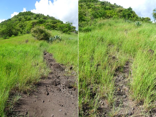 Sentier parfois très visible, moins à d'autres moments