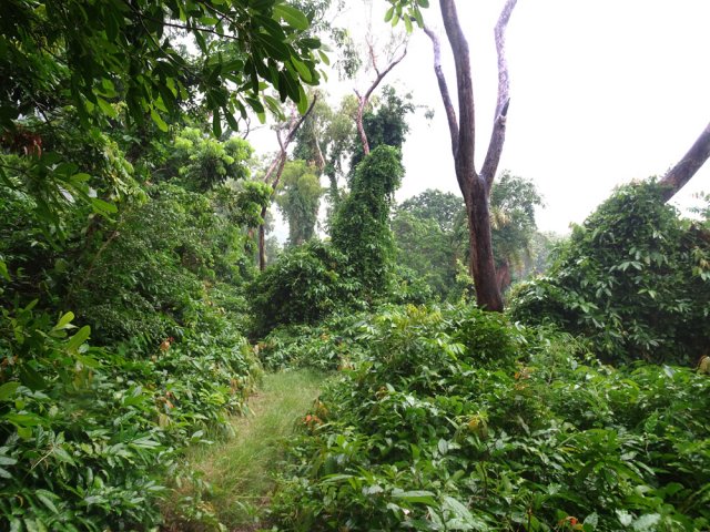 Laisser le sentier de gauche et tourner à droite au tronc mort