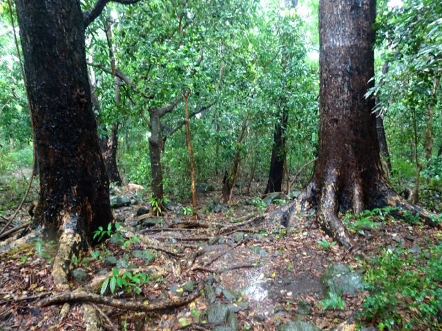 On rencontre d'énormes arbres, très hauts