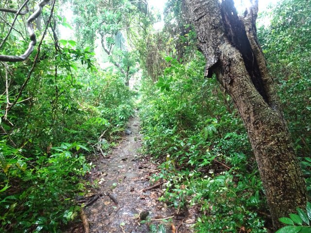 Sentier facile à suivre