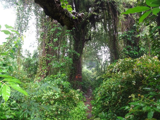 Beaucoup de lianes qui pourraient boucher le passage