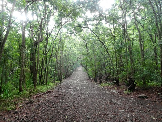 Terminer jusqu'au carrefour par cette large piste en forêt