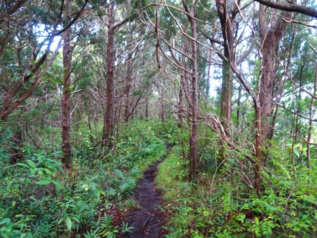 Toute la zone est plantée de conifères