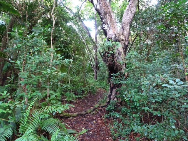Le sentier est d'abord plat dans une belle végétation