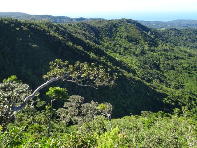Superbe point de vue sur la forêt mais, attention, depuis un sentier étroit en corniche