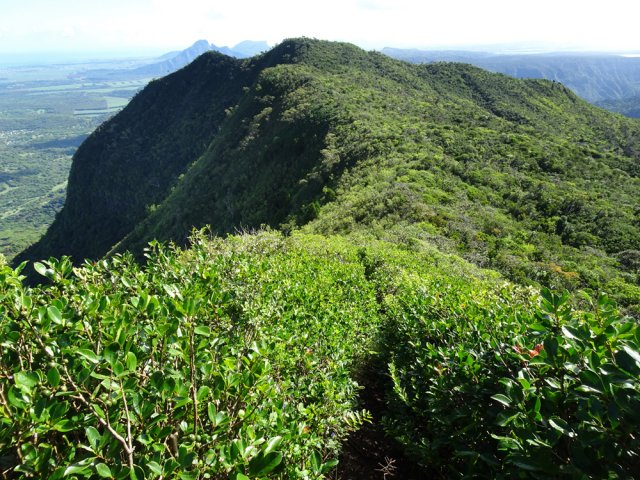 Le sentier discret dans les goyaviers en direction du Morne Sec