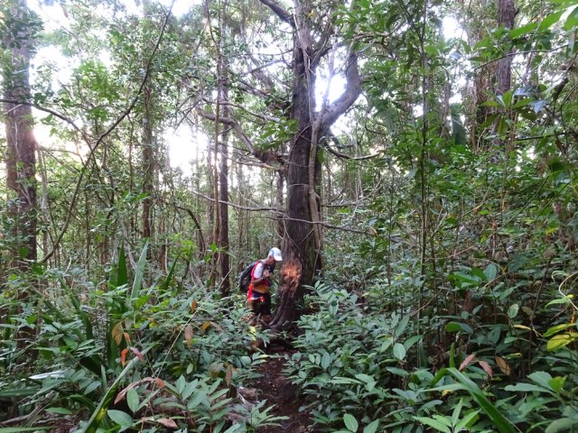 Les lianes papillon sont de plus en plus présentes en sous-bois