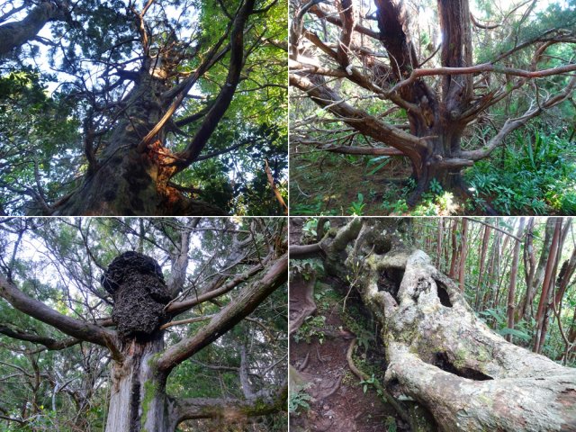 Toute la sortie permet de rencontrer de beaux spécimens d'arbres