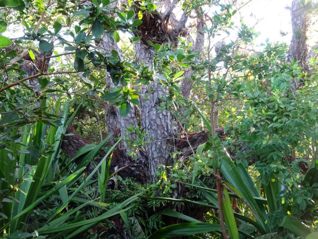 Repérer ce tronc multiple de pin pour rejoindre le premier point de vue