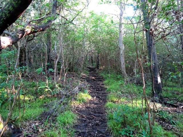 Bien sûr les racines sont inévitables en forêt