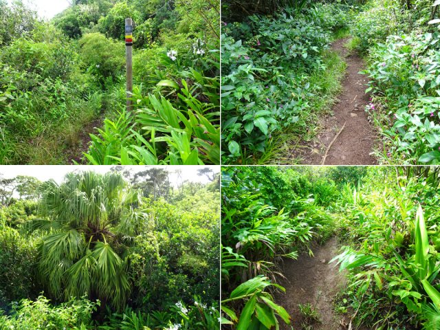 Le sentier avant le croisement avec celui de Moka