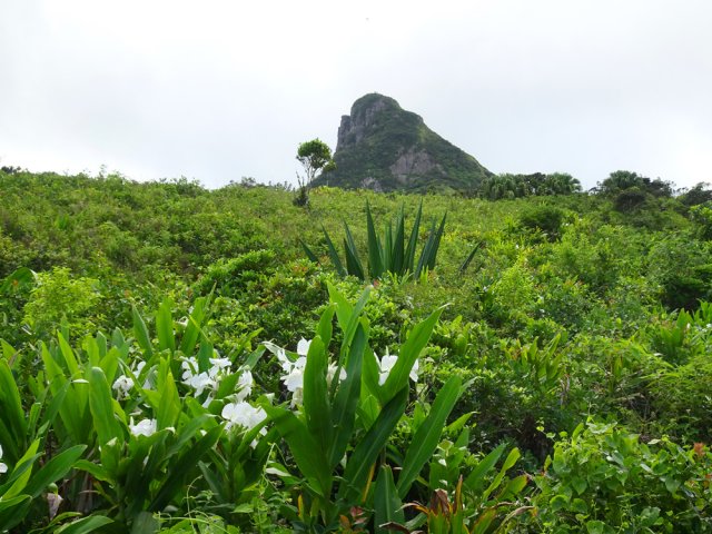 La pointe du Pouce dépasse de la végétation