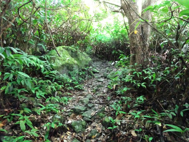 La liane papillon a envahi toute la zone