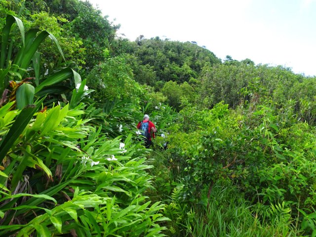 Le plateau intermédiaire est envahi de longoses