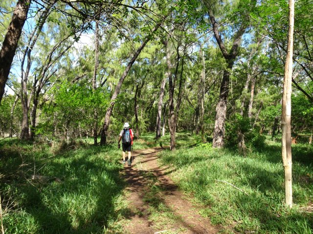 Obliquer à gauche pour se diriger vers la mangrove